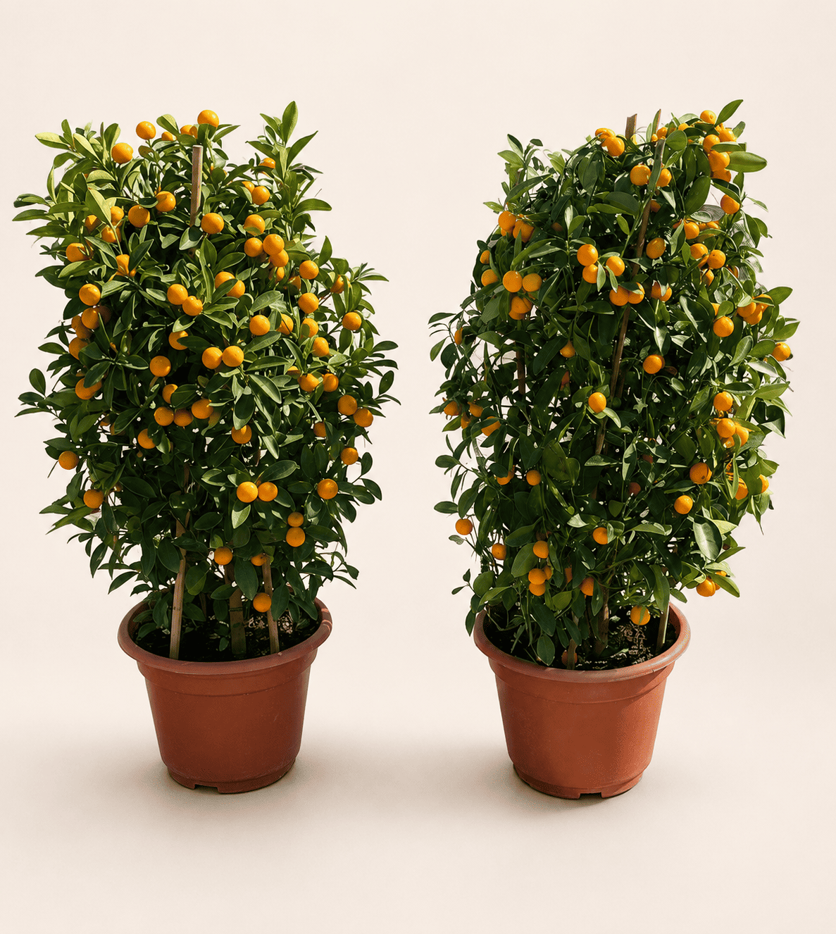 Pair of calamansi trees in terracotta nursery pots with orange fruit