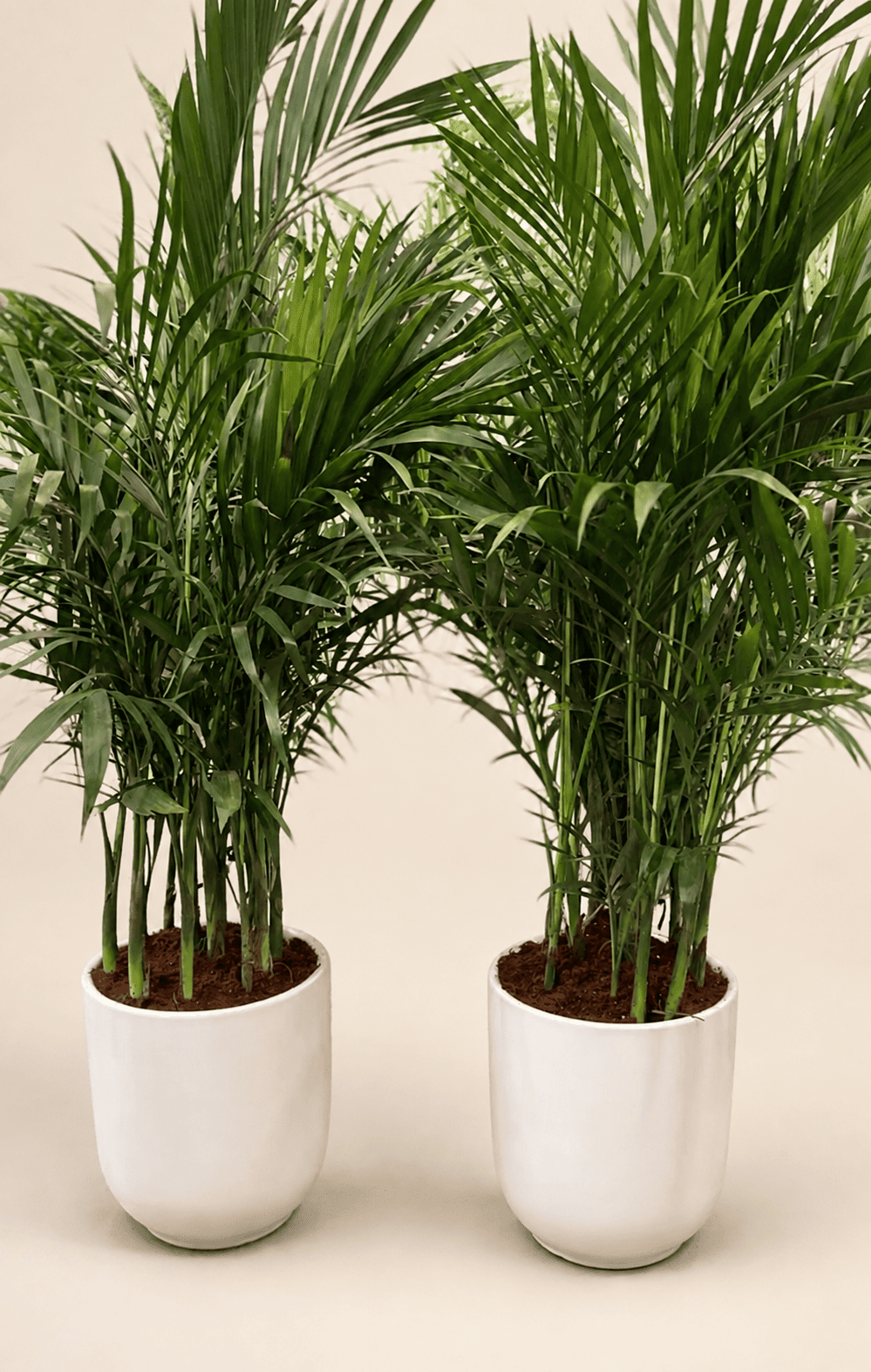 Pair of Kentia palm plants in white pots, lush green fronds