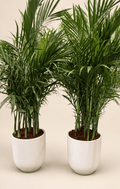 Pair of Kentia palm plants in white pots, lush green fronds