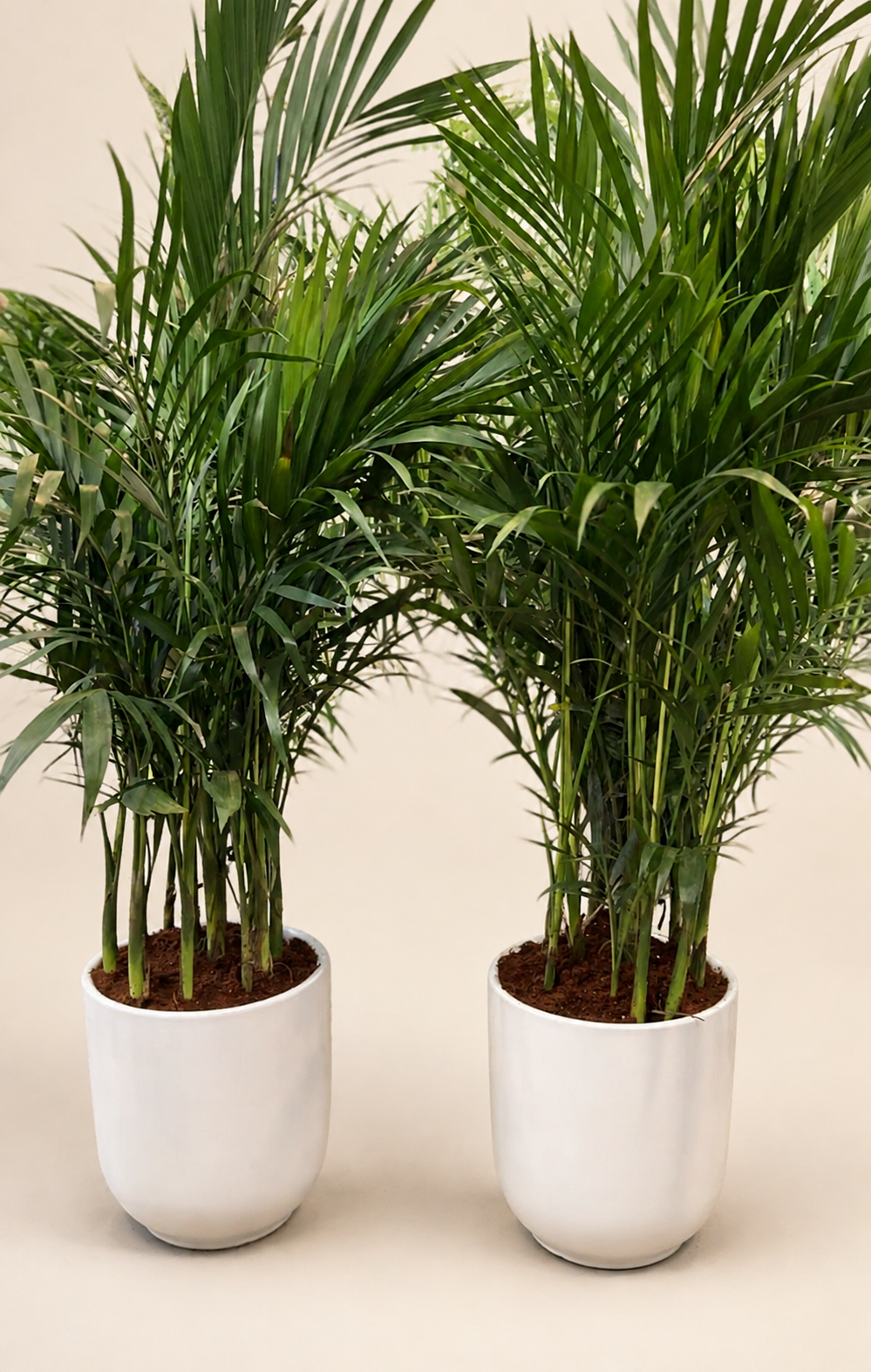 Pair of Kentia Palm (100 cm)