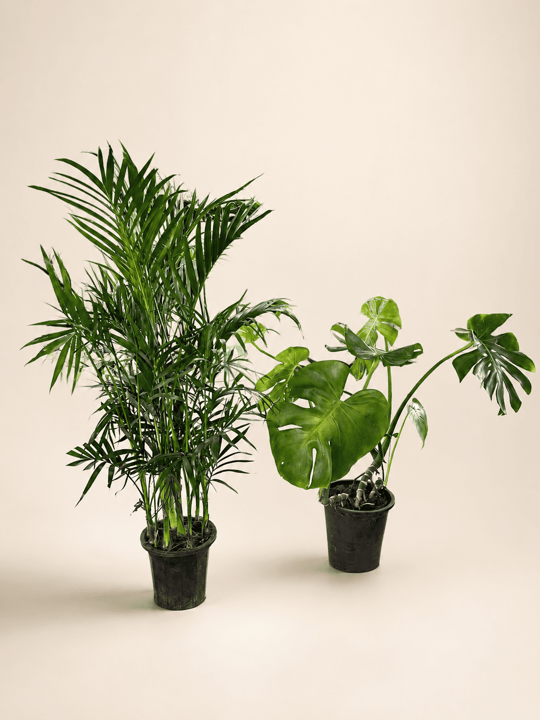 Indoor plant bundle with palm and heart-leaf plants in black pots