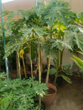Papaya
