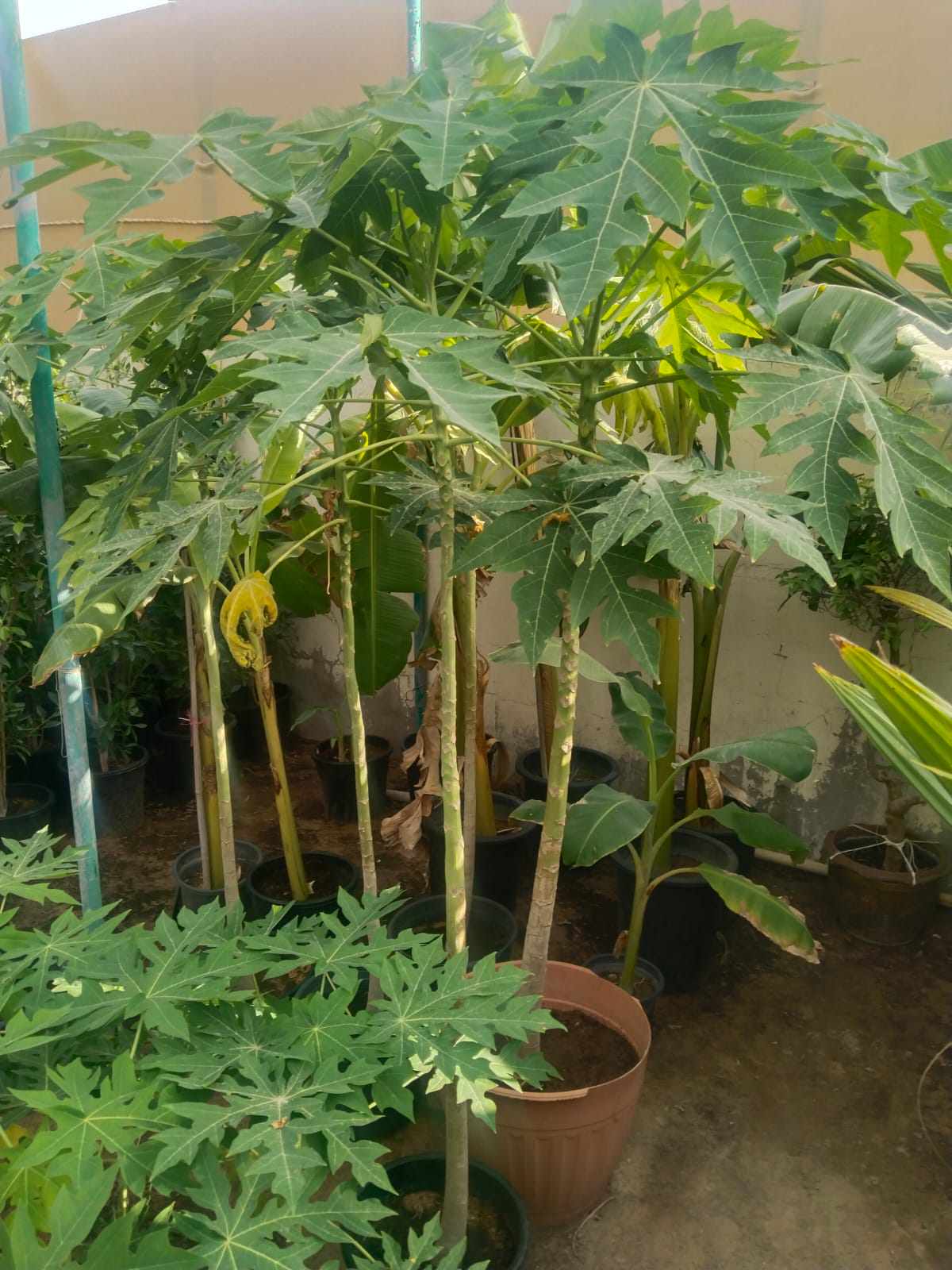 Potted papaya sapling with green leaves and unripe fruit, set among other plants