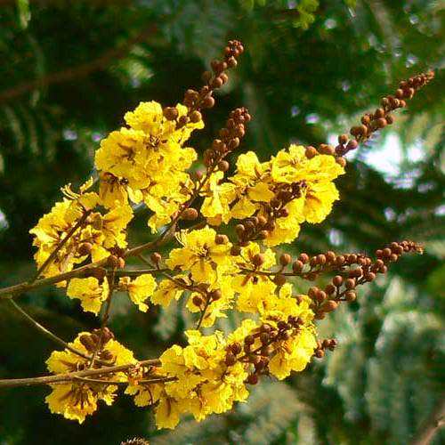 Yellow poinciana tree branch with clusters of bright yellow flowers and buds