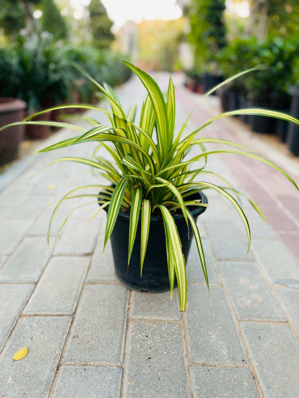 Variegated pandanus plant in black pot, narrow arching green leaves.