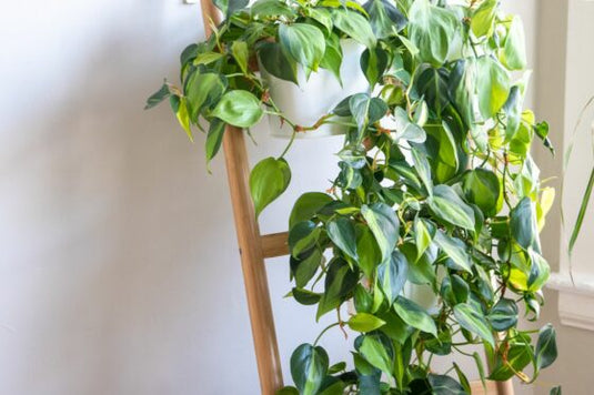 Philodendron Scandens Climber