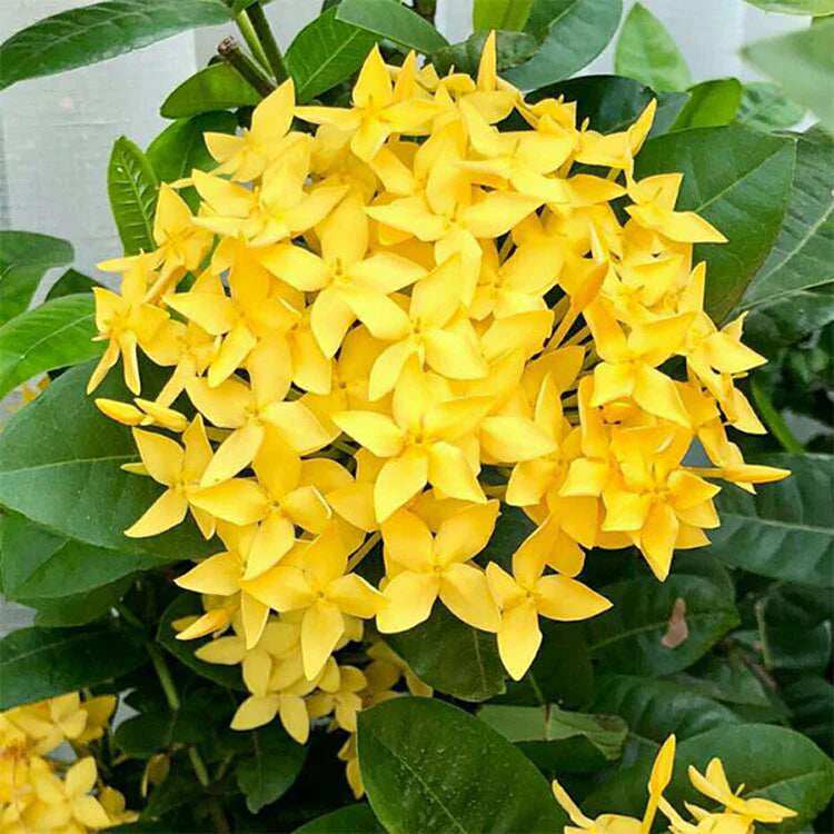 Yellow ixora coccinea flower cluster with green leaves