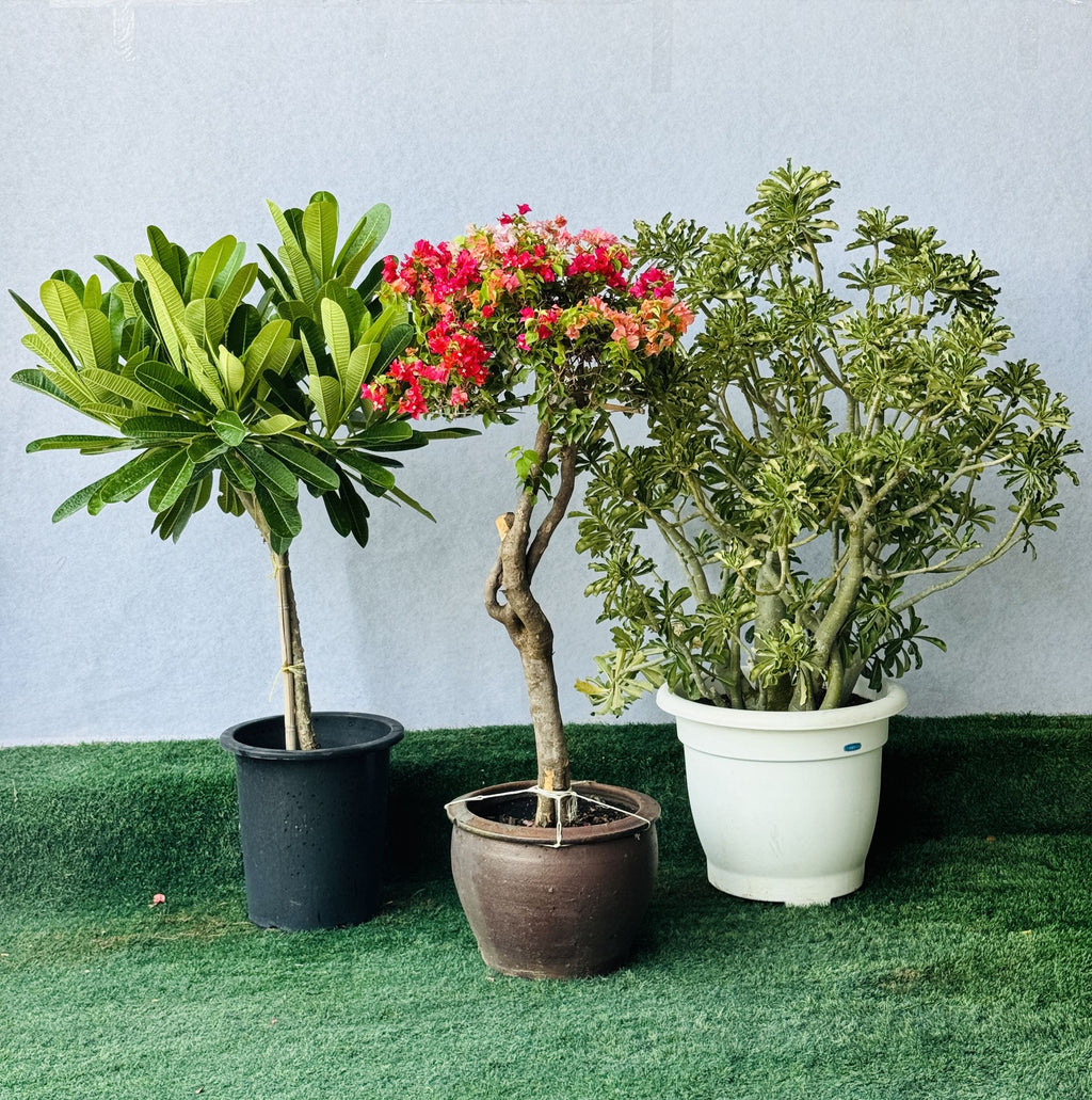 Potted plant bundle with leafy shrubs, pink-red blossoms, and spiky desert-style plant