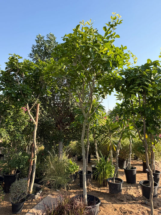 Pongamia Tree