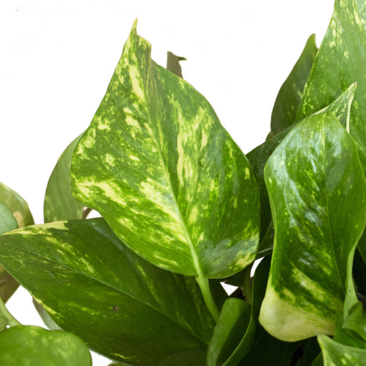 Golden Pothos