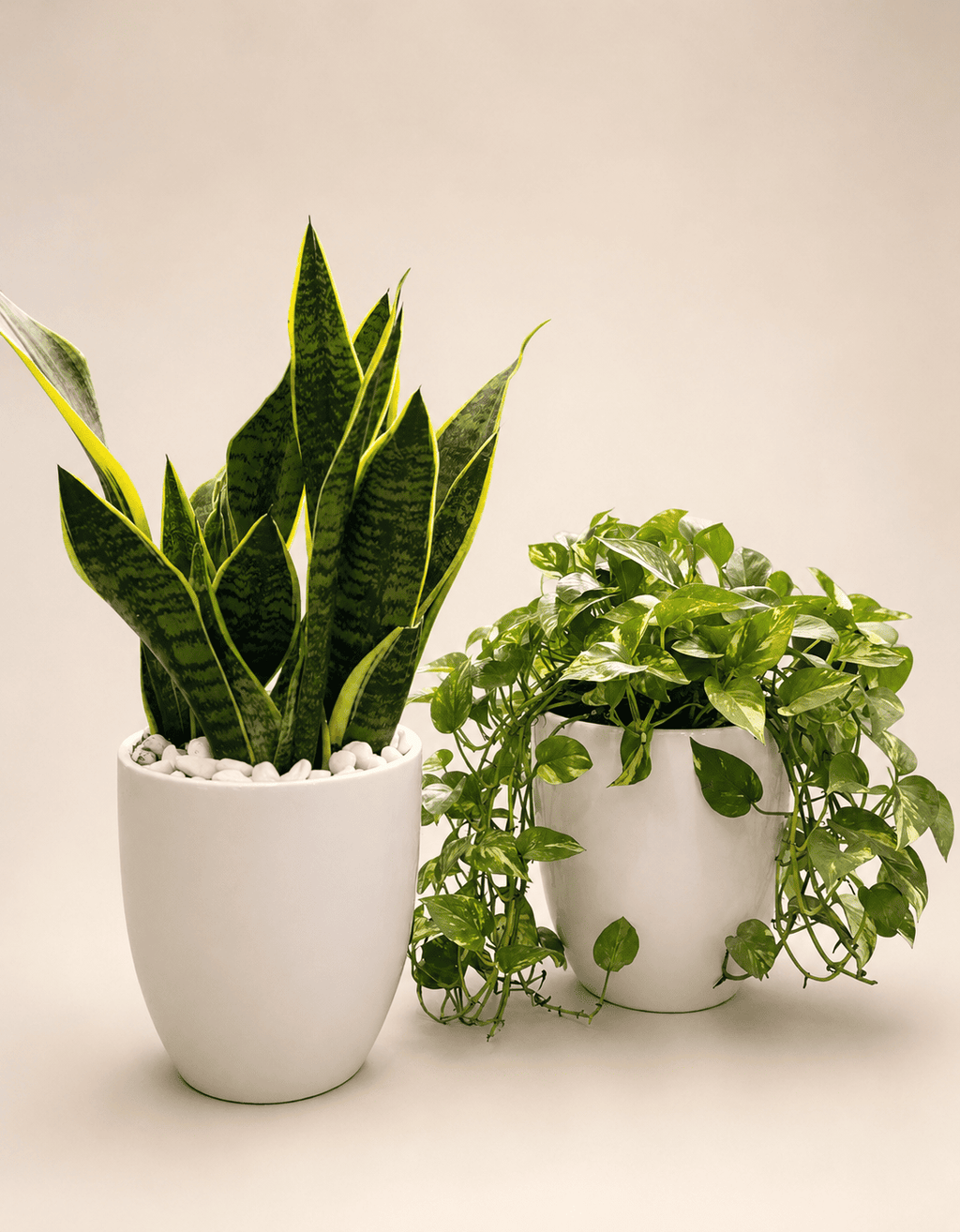 Snake plant and pothos plants in two white pots