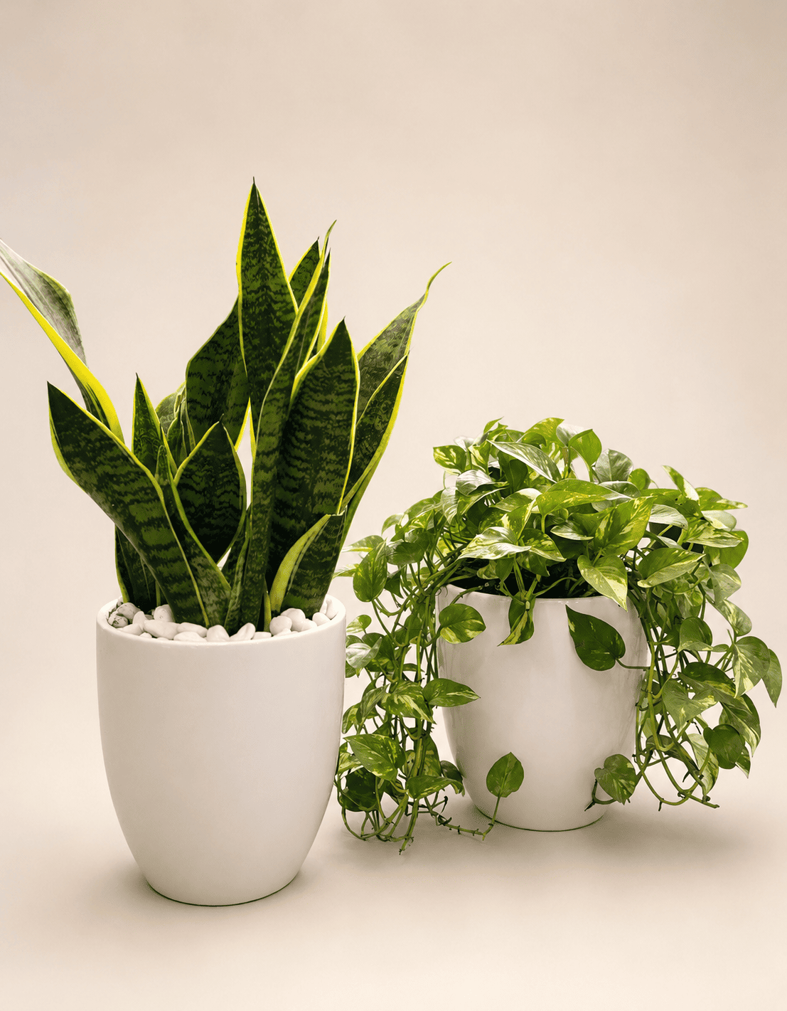 Snake plant and pothos plants in two white pots