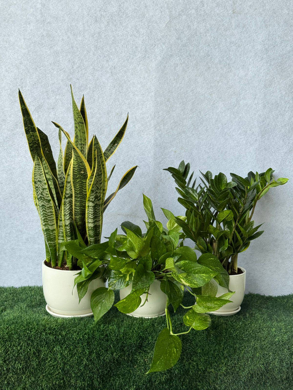 Indoor plant bundle with sword-like leaves and pothos in off-white pots