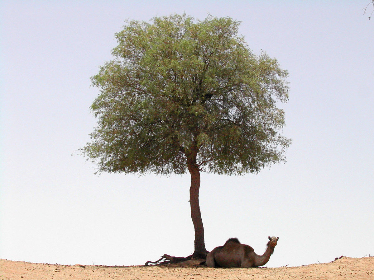 Ghaf tree sapling with leafy green canopy and thick brown trunk, shown with soil base
