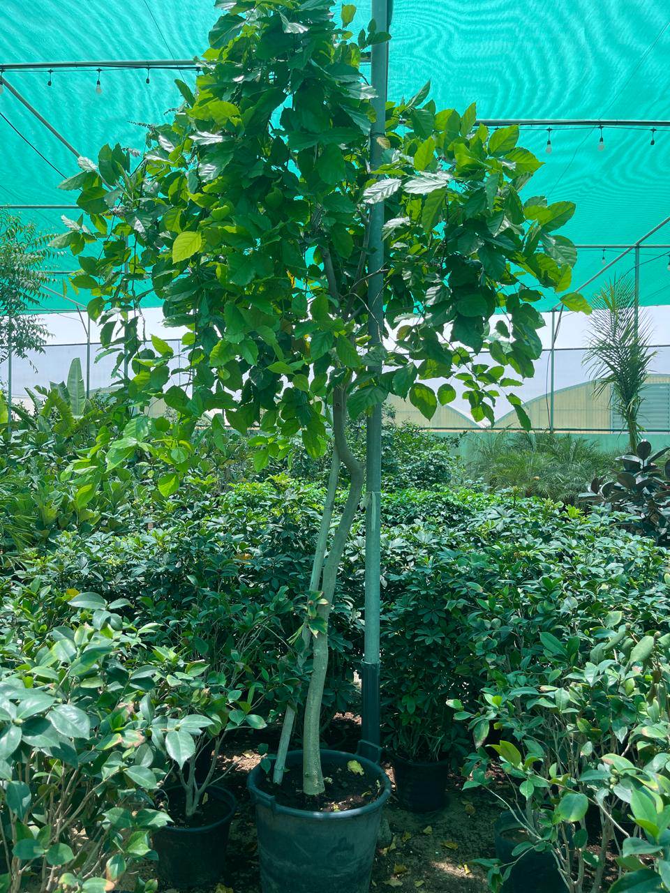Pongame oil tree in a large green pot with leafy green canopy