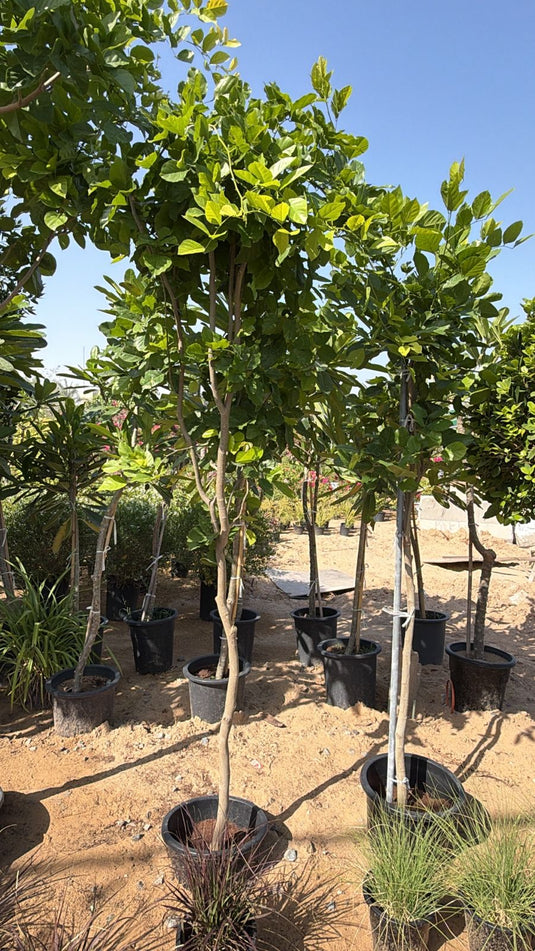 Pongamia Tree