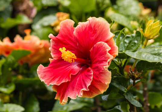 Chinese Hibiscus Tree