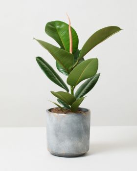 Rubber Plant Branched