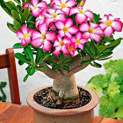Desert rose in a light beige pot, dense pink blooms and thick green leaves