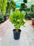 Scaevola Plant