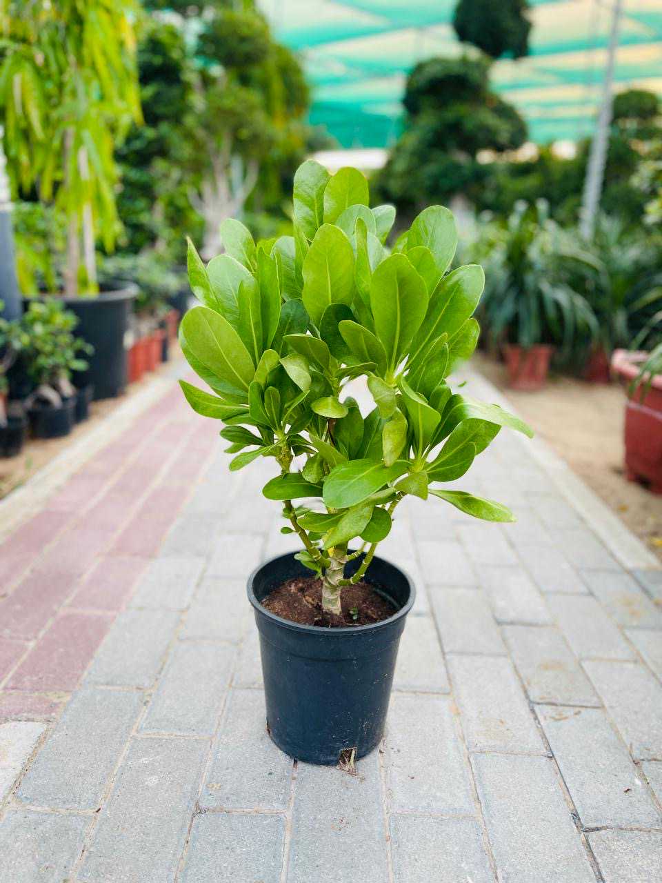 Potted Scaevola plant in dark nursery pot with bright green leaves