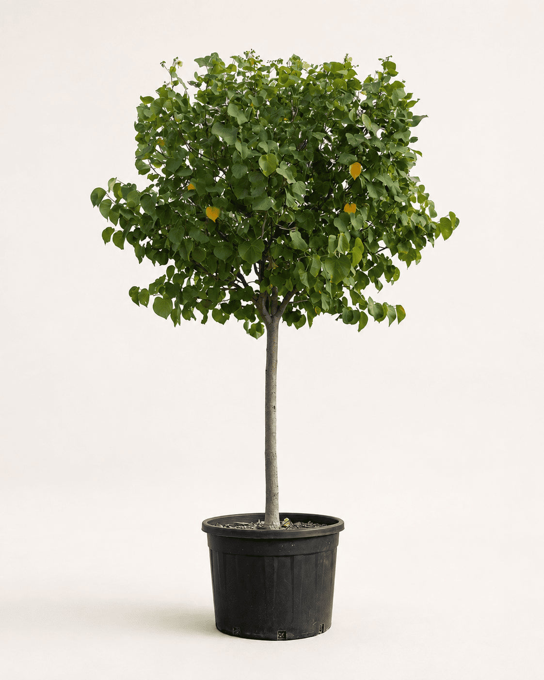 Hibiscus tree with green leaves in black nursery pot