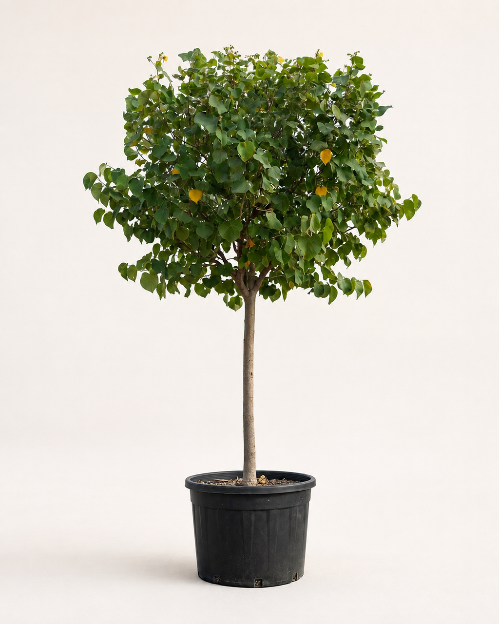 Hibiscus Tree