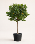 Hibiscus Tree