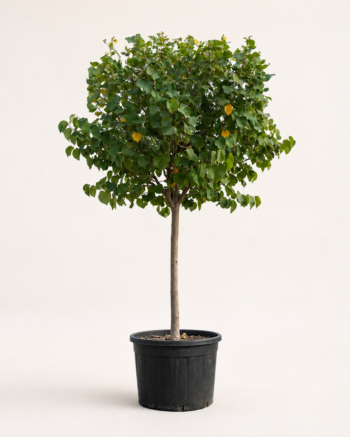 Hibiscus Tree
