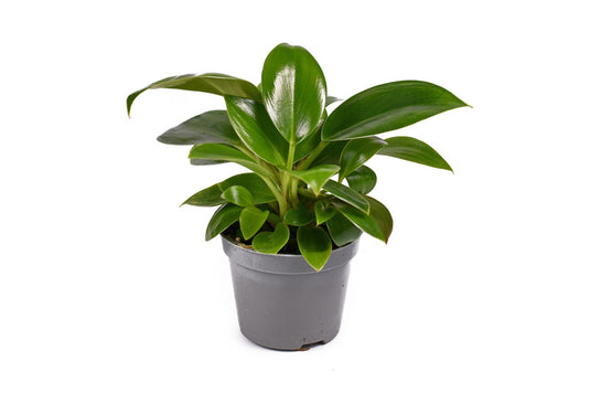 Philodendron Green Princess