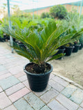 Cycas Palm / Sago Palm