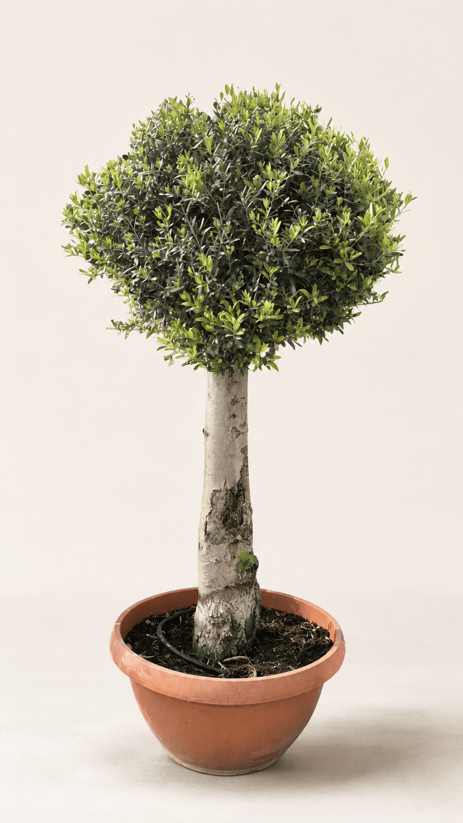 Premium Mediterranean olive tree with dense green leaves in a terracotta pot