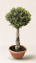 Premium Mediterranean olive tree with dense green leaves in a terracotta pot