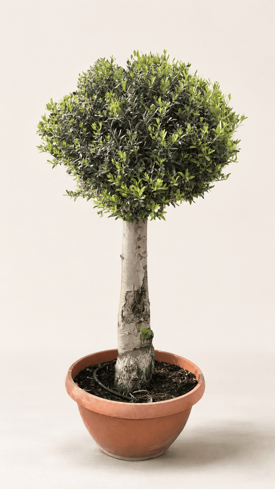 Premium Mediterranean olive tree with dense green leaves in a terracotta pot