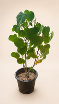 Hibiscus Plant / Tree