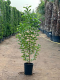 Guava