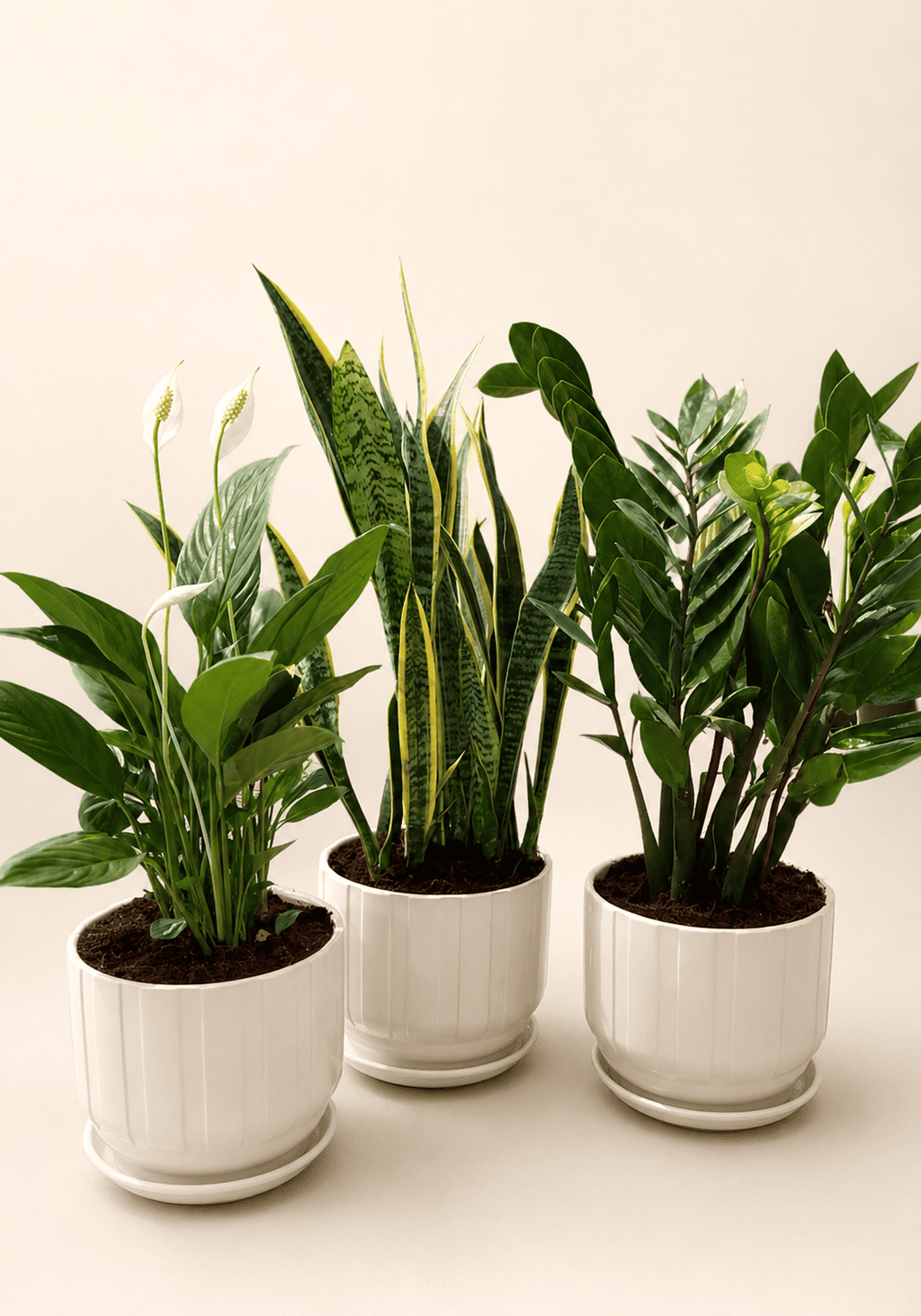Potted air-purifying houseplant bundle in white planters, mixed green foliage