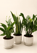 Potted air-purifying houseplant bundle in white planters, mixed green foliage