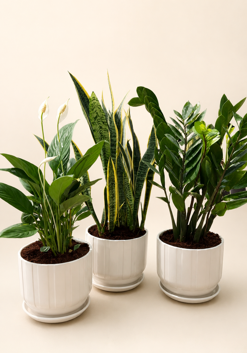 Easy Care and Air Purifier Plant Bundle (Snake Plant, Zamia, Peace Lily)