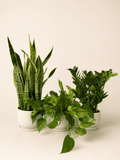 Assorted indoor plants bundle with upright and trailing green leaves in white pots