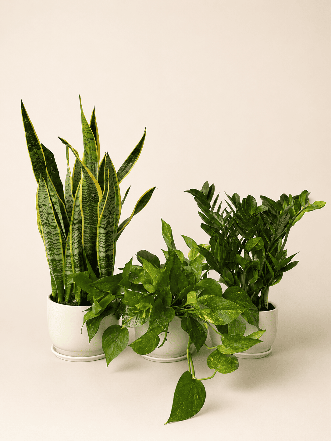 Assorted indoor plants bundle with upright and trailing green leaves in white pots