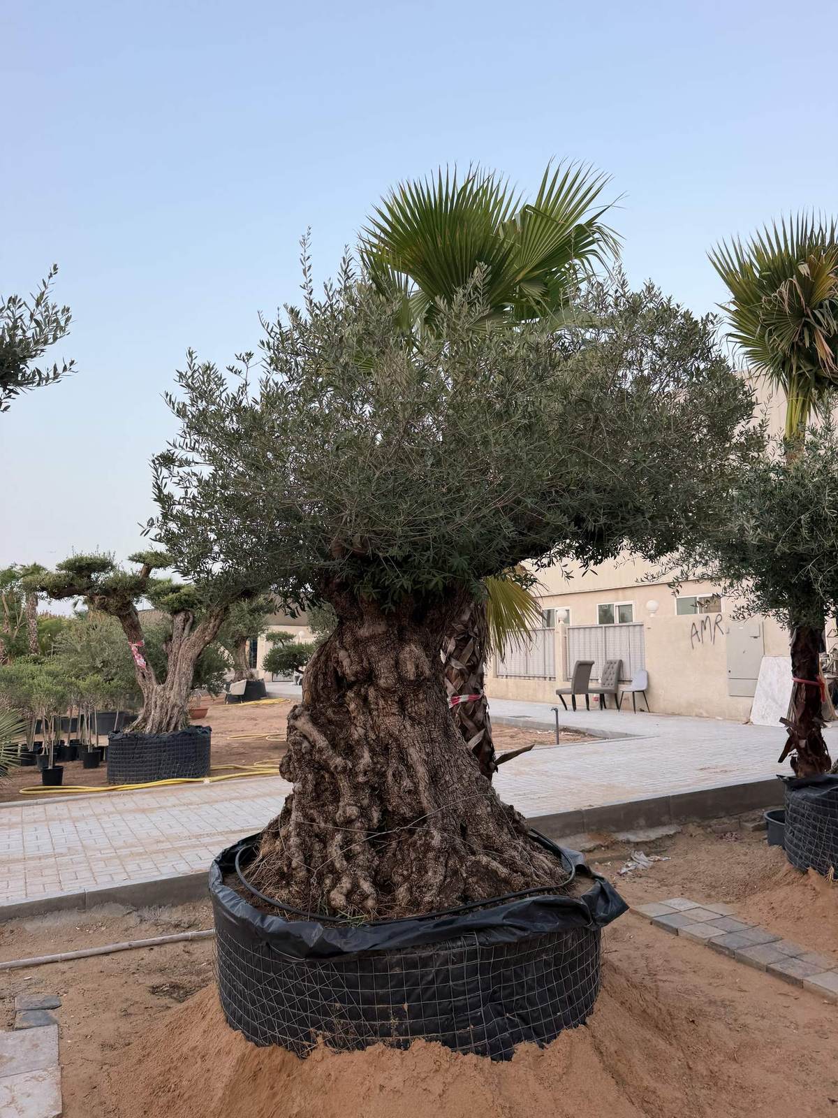 70 year old Spanish olive tree with a knotted burred trunk and broad canopy, in a root bag at the MyPlants yard in Dubai