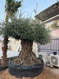 80 year old Spanish olive tree with a wide gnarled trunk and full silver-green canopy, in a root bag at the MyPlants yard in Dubai