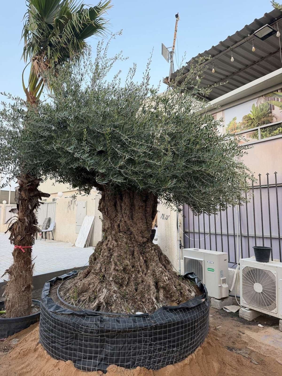 80 year old Spanish olive tree with a wide gnarled trunk and full silver-green canopy, in a root bag at the MyPlants yard in Dubai