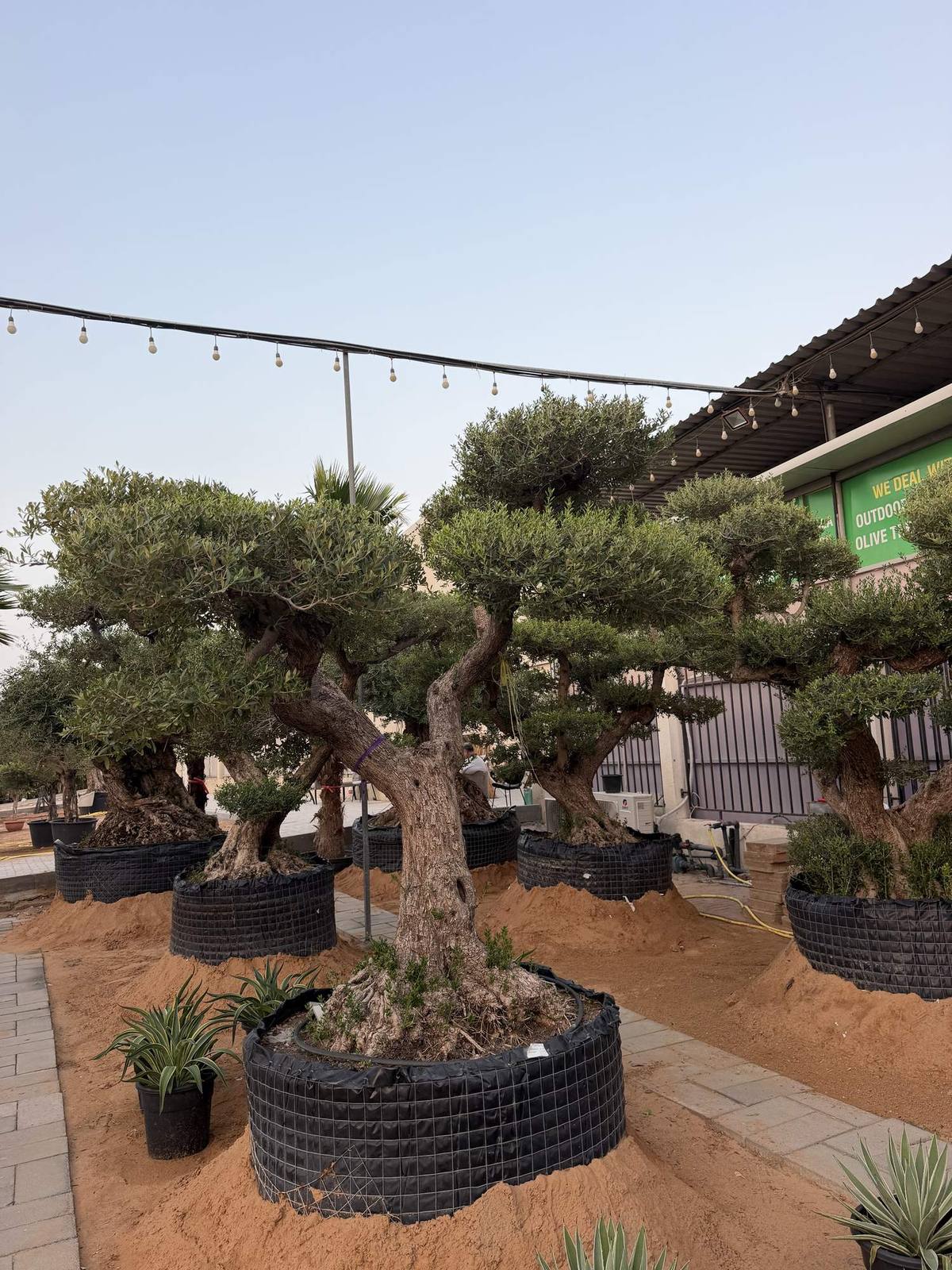 Mature Spanish olive tree with a wide cloud-pruned canopy on a leaning sculpted trunk, in a root bag at the MyPlants yard in Dubai