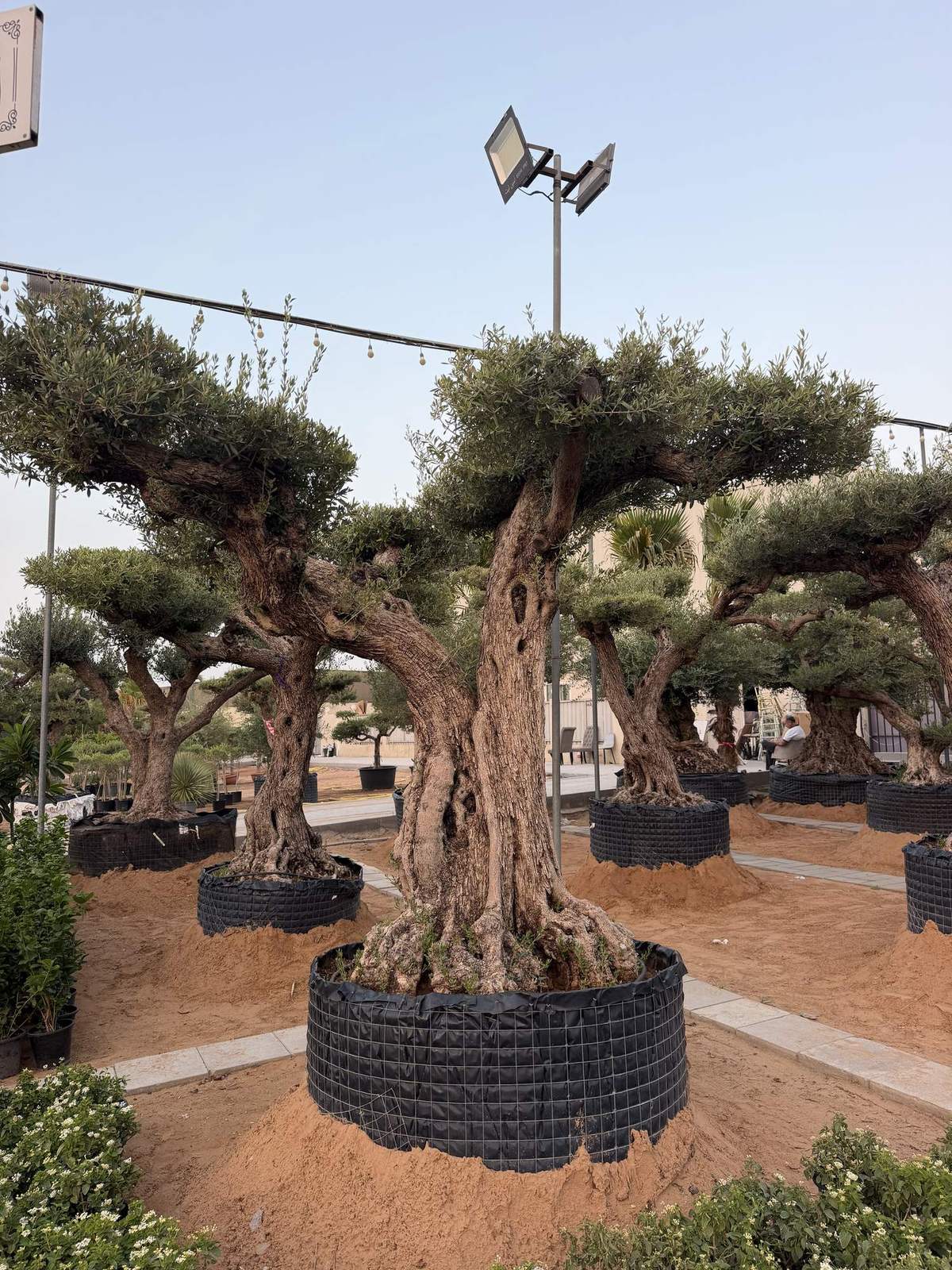 Tall multi-trunk Spanish olive tree with cloud-pruned foliage pads on a twisted trunk, at the MyPlants yard in Dubai
