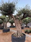 Mature Spanish olive tree with a thick multi-stem trunk and layered canopy, in a root bag at the MyPlants yard in Dubai