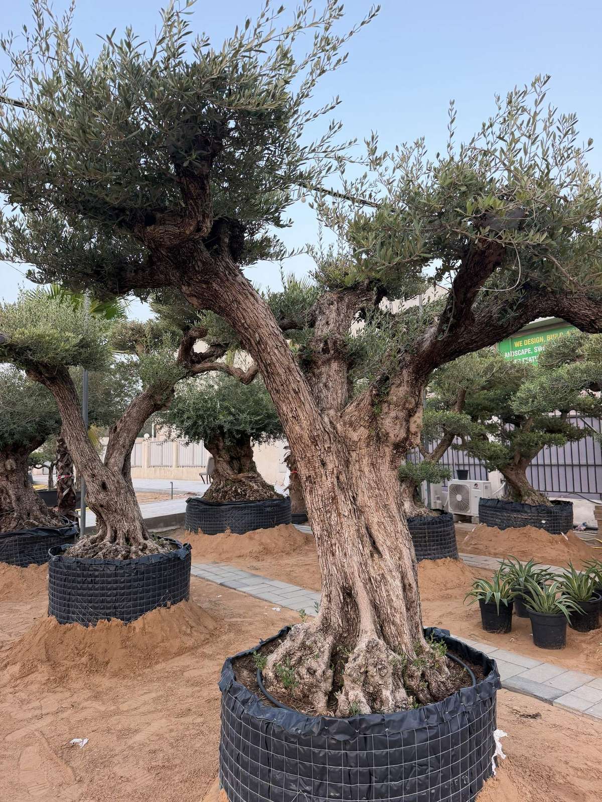 Mature Spanish olive tree with a thick multi-stem trunk and layered canopy, in a root bag at the MyPlants yard in Dubai