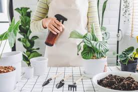 Root Care Service