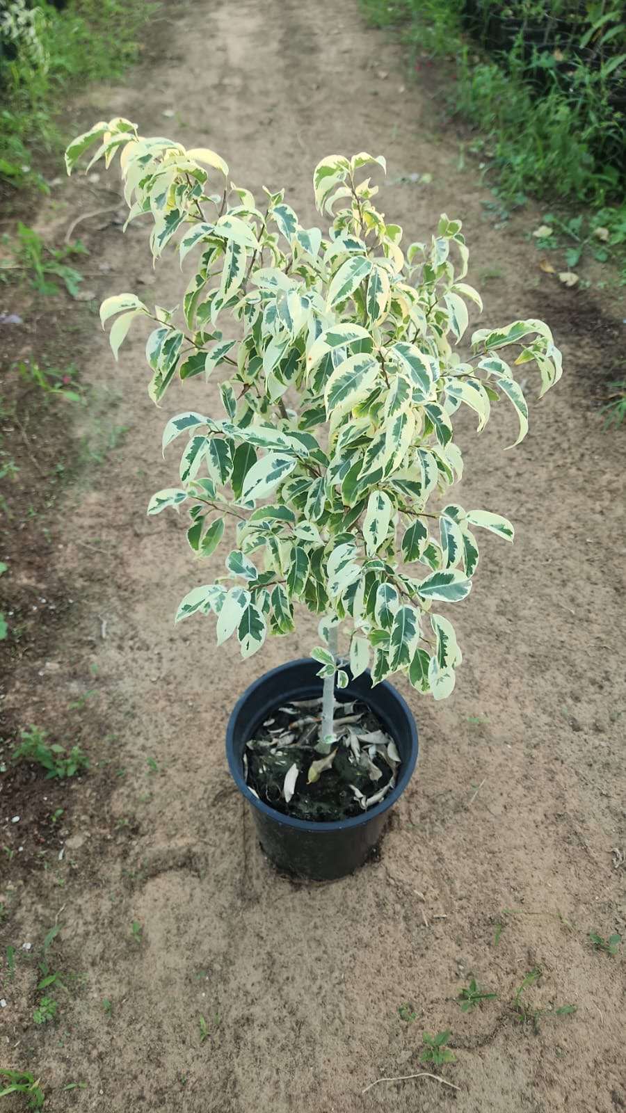 Variegated ficus plant with speckled green and white leaves in black nursery pot